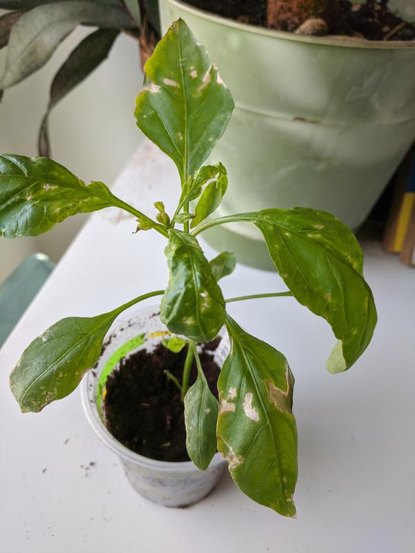 Plant is developing white spots. Don't know why