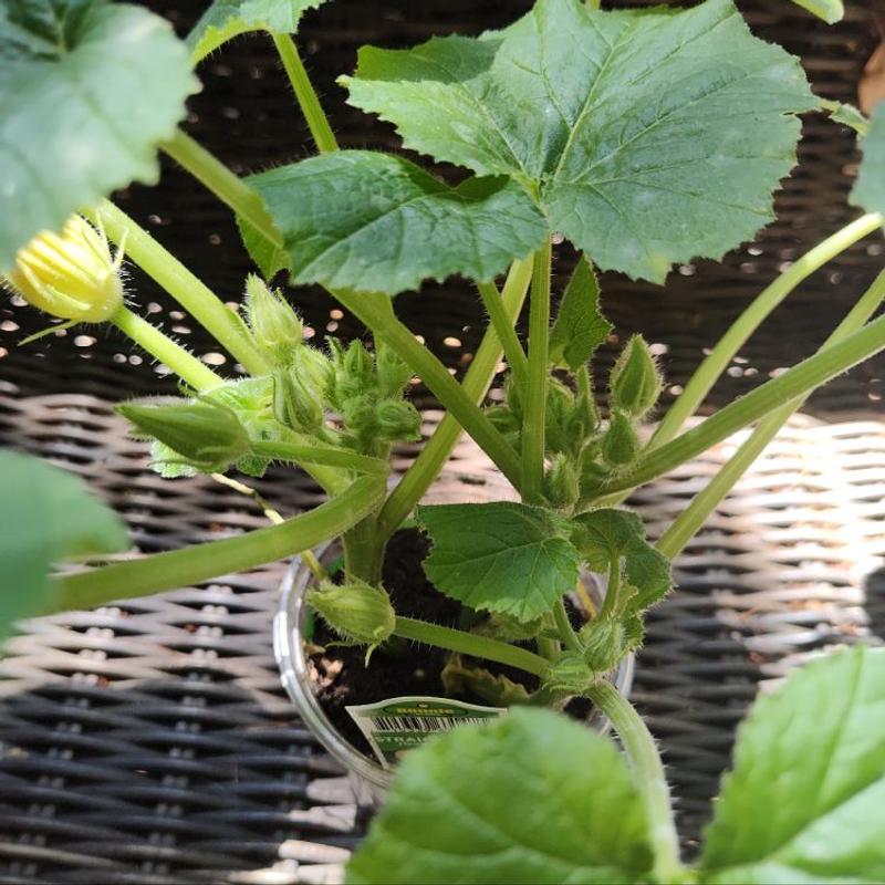 big outdoor plant pots BEMAY 12