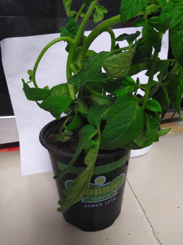 my new tomato plants are beautiful