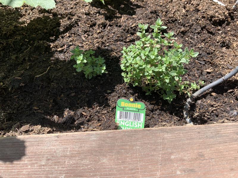 Second week in the ground.