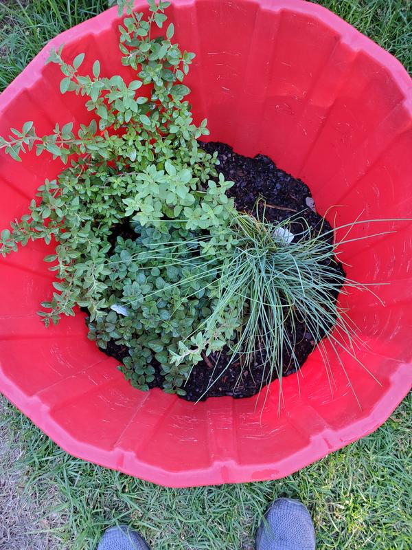 This plant is on the left.