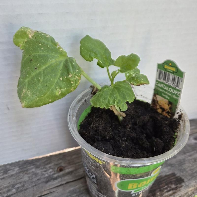 Bonnie Plants 19 oz. Hales Best Jumbo Cantaloupe Plant 4400 - The