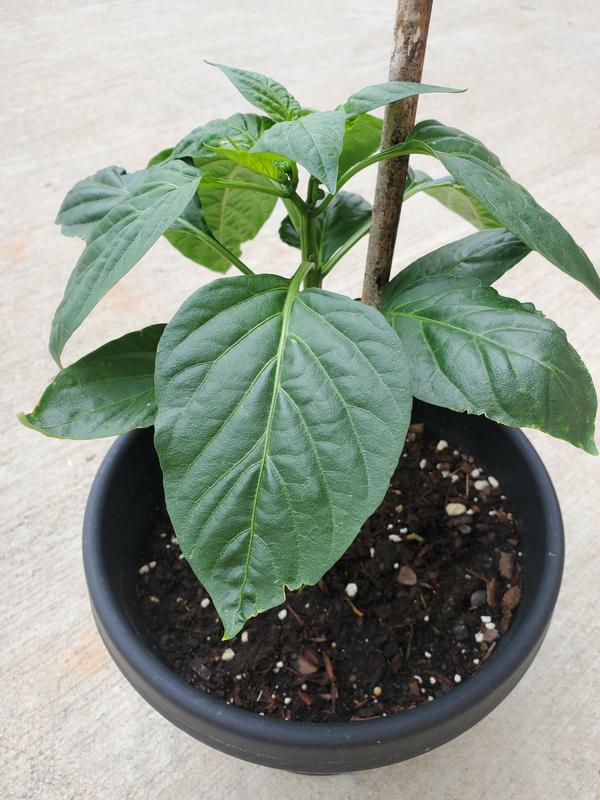 Happy dark green leaves