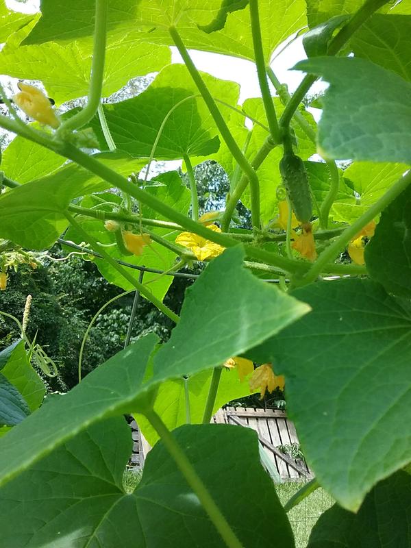 Bonnie Plants 4.5 19.3 oz Cucumber - Pickling