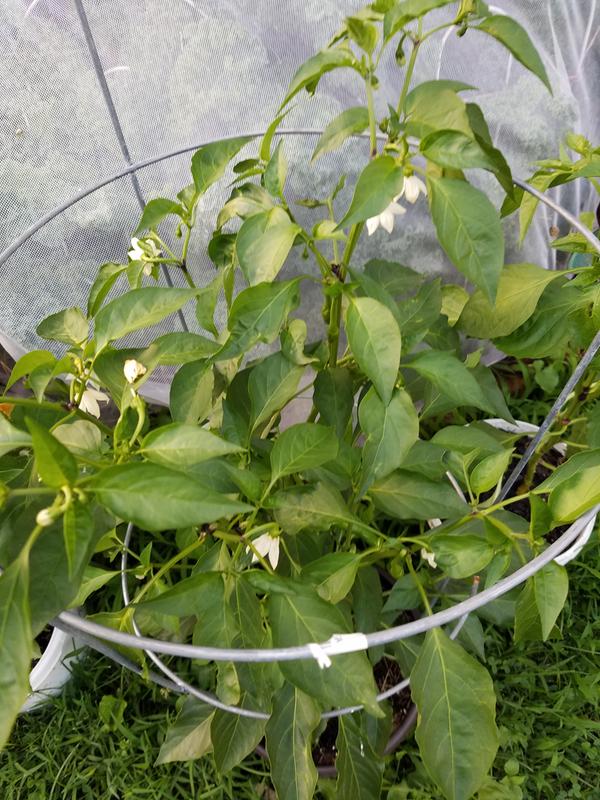 many flowers and buds on this cowhorn plant.