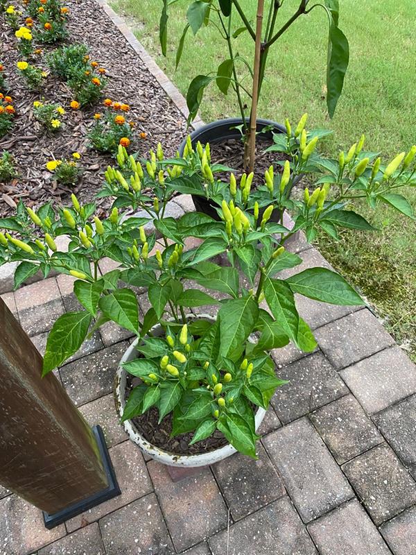 Tabasco Hot Pepper (2 Pack) – Bonnie Plants