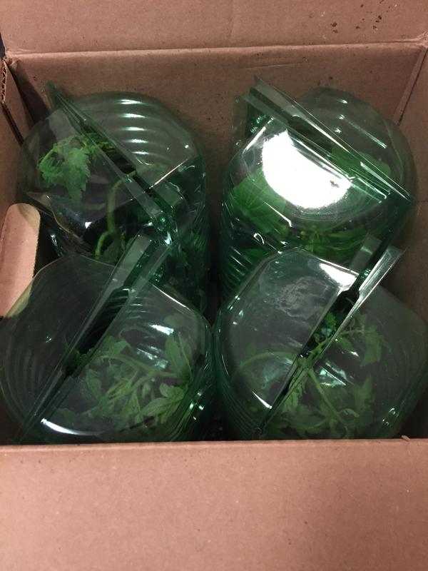 Packaged Tomato Plants Upon Arrival