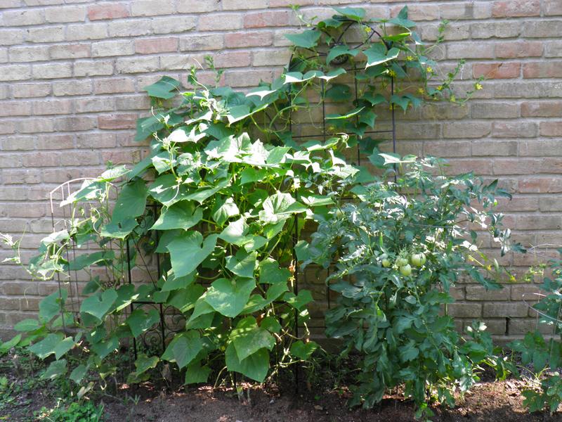 Heirloom Straight Eight Cucumber (Bonnie)