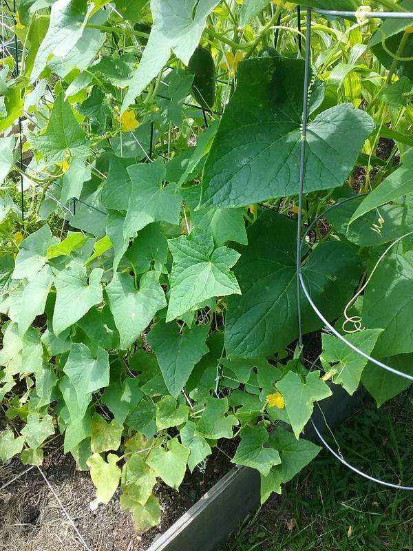 Reviews for Bonnie Plants 19 oz. Boston Pickling Cucumber Vegetable Plant |  Pg 5 - The Home Depot