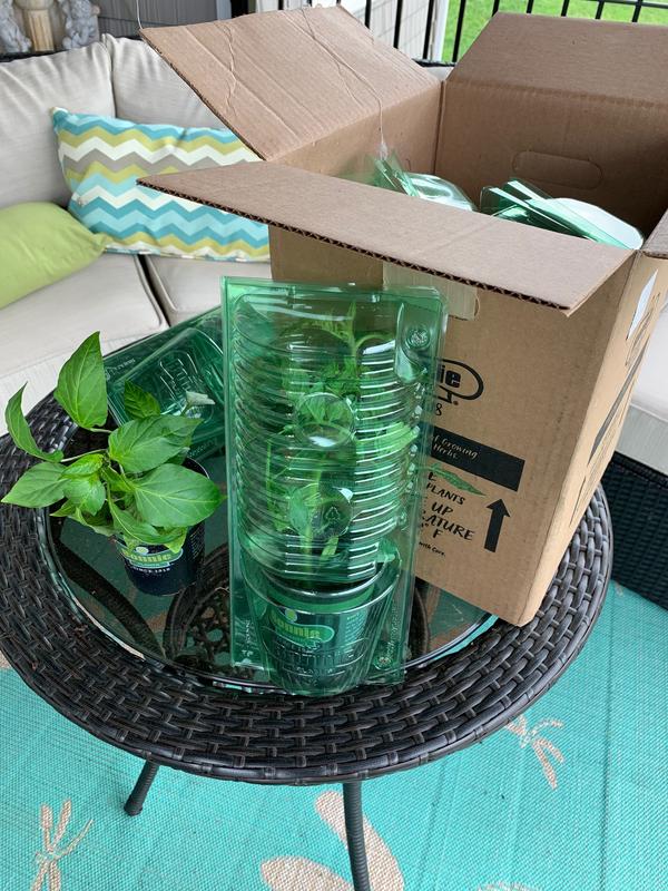 Plant and shipping containers.