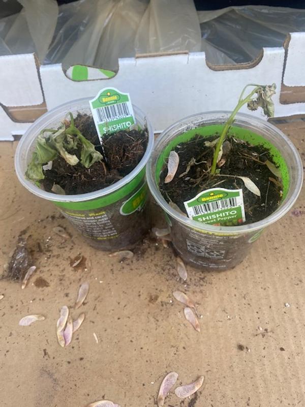 What is going on with Bonnie?