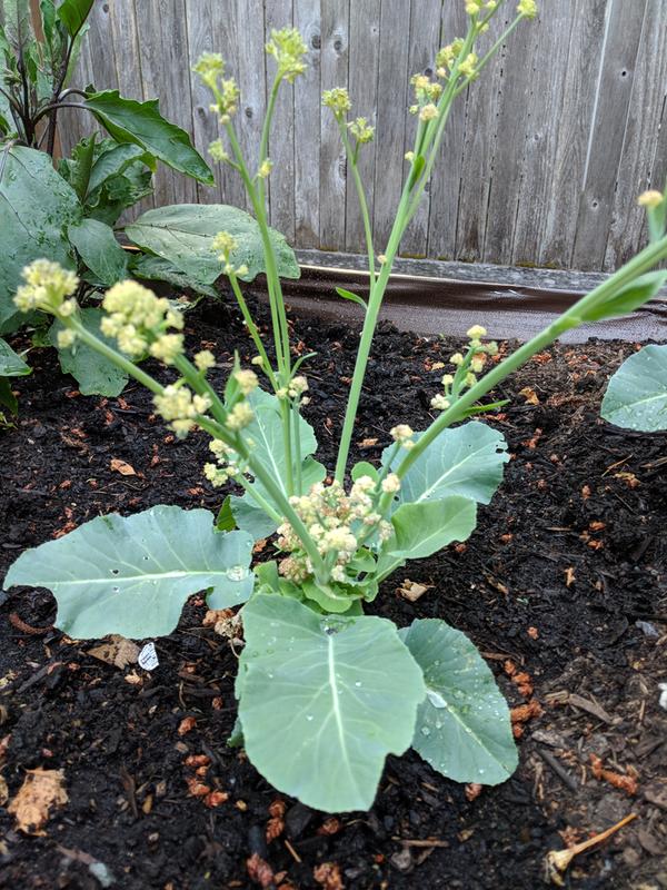 cauliflower bloom