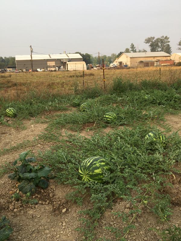 The 2017 watermelons