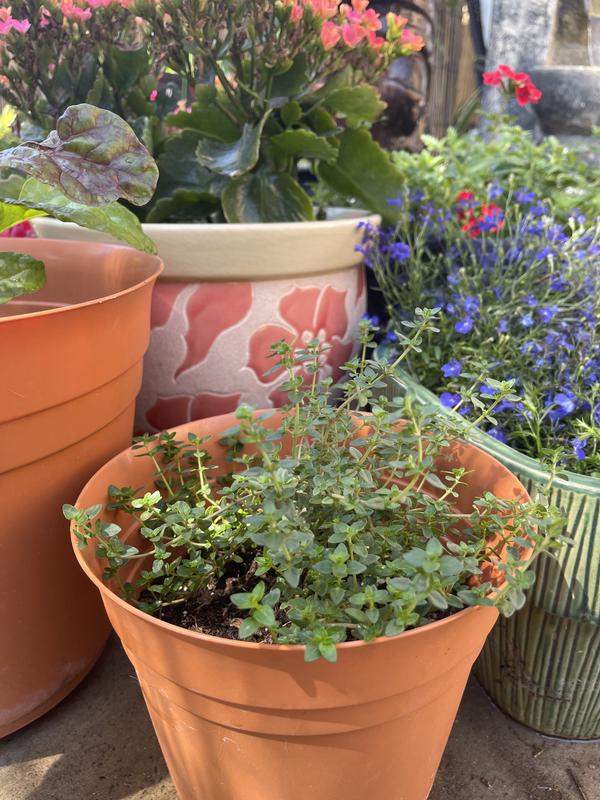 German Thyme (2 Pack)