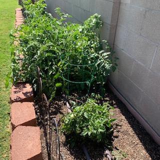 Tomato (Bush Early Girl)