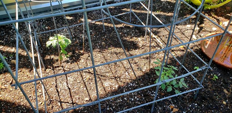 When first planted..... right front Heatmaster tomato