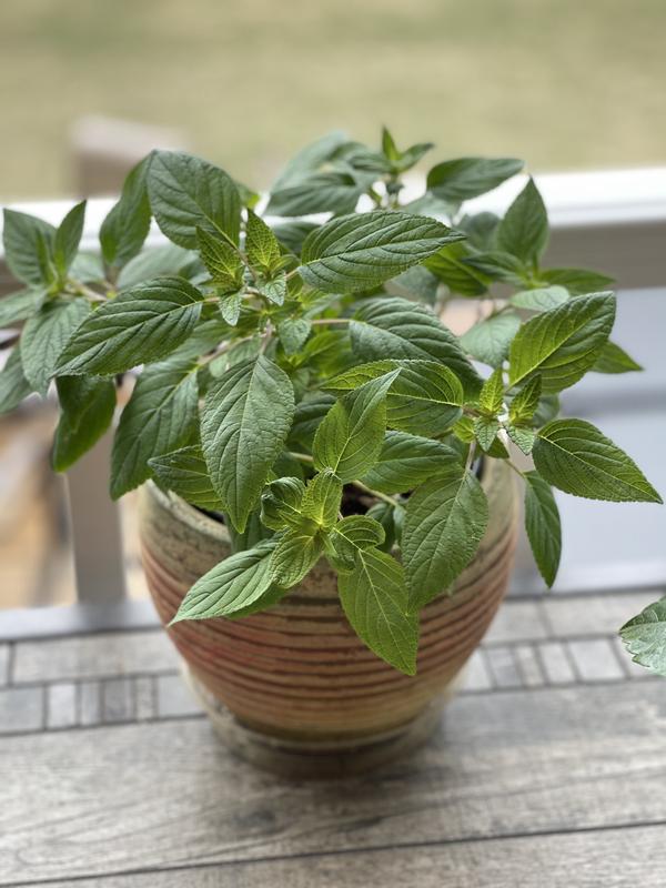 Such a pretty plant with a great scent!