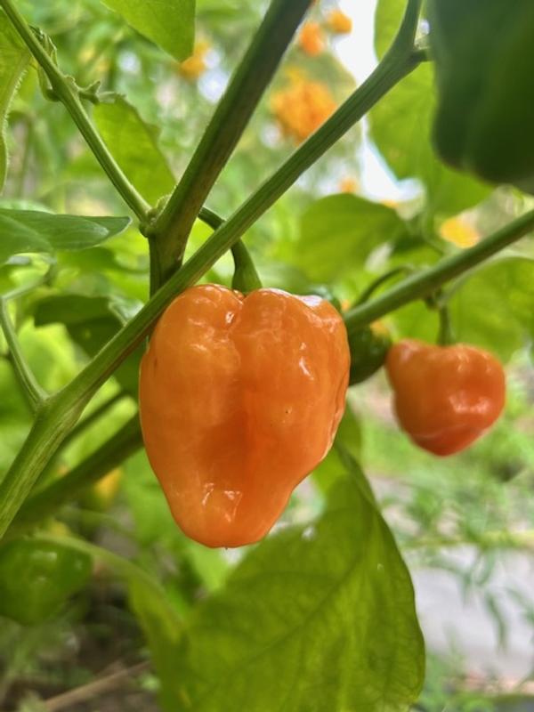 Habanero Hot Pepper Plant