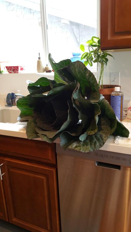 My cabbage plant.