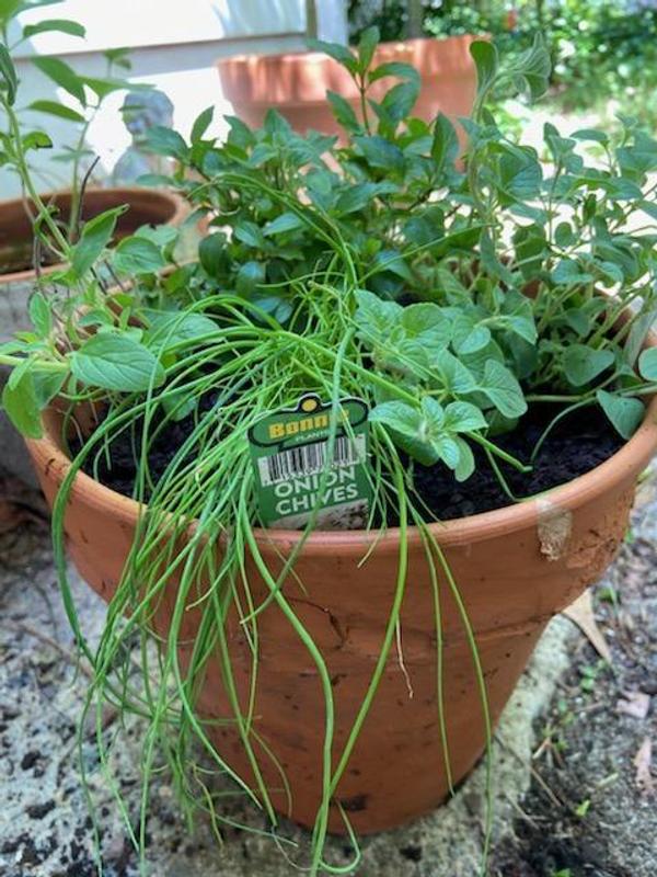 onion chives