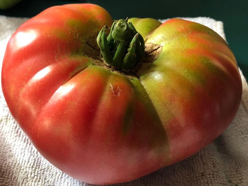 Brandywine Pink Heirloom Tomato Seeds, the taste says it all – Papaws  Garden Supply LLC