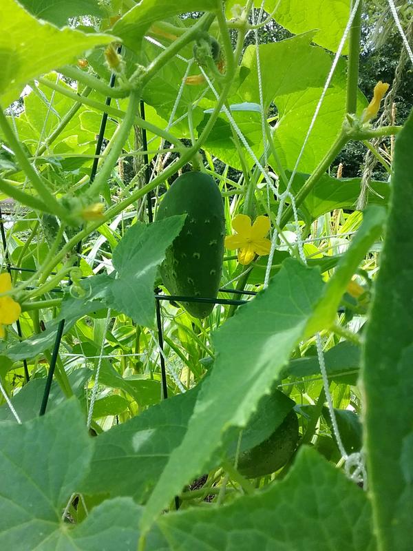 How to Grow and Plant Cucumbers  Caring for & Watering Cucumbers – Bonnie  Plants