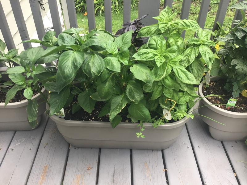 Variety of my Basil plants !!