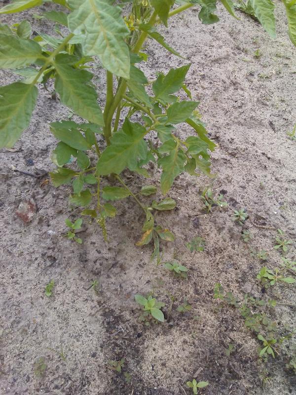 Tomato plant