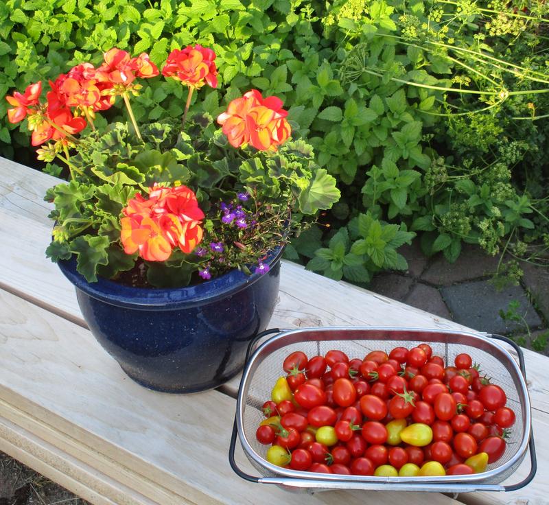 The Juliets are the larger red ones. Also in the mix are cherry and pear tomatoes.