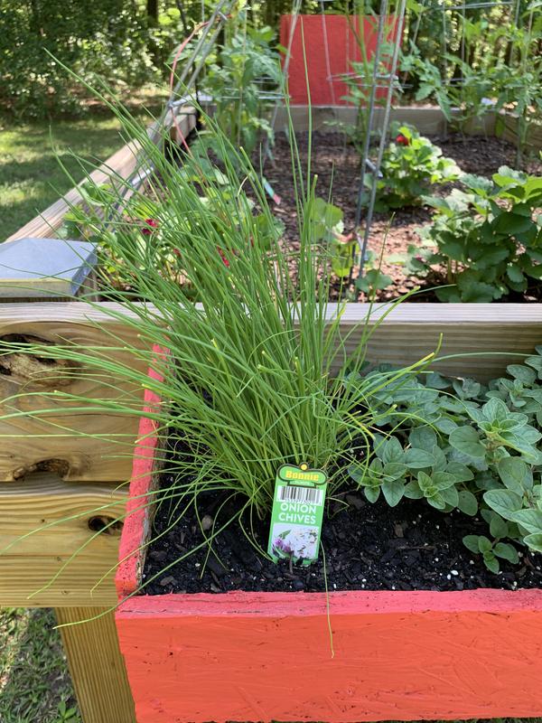 Chives