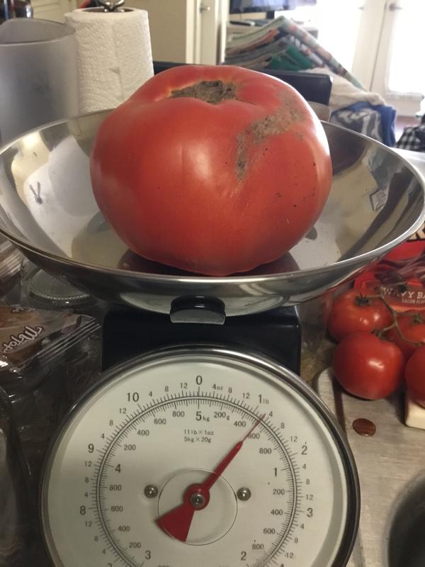 Over 1 lb