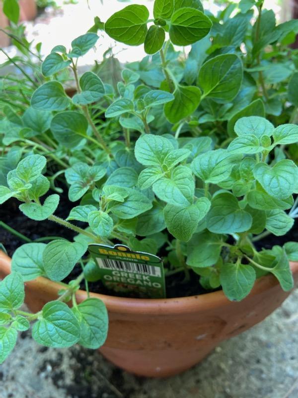 Happy plant