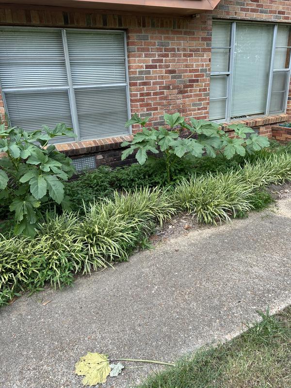 This is my Green Fingers Okra growing in my flower bed.