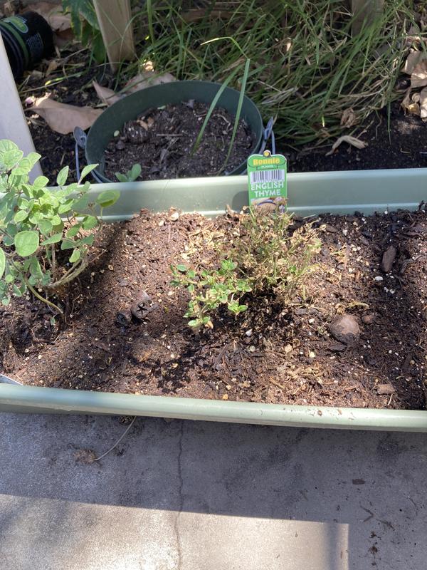 A little bit of transplant shock, but still going strong