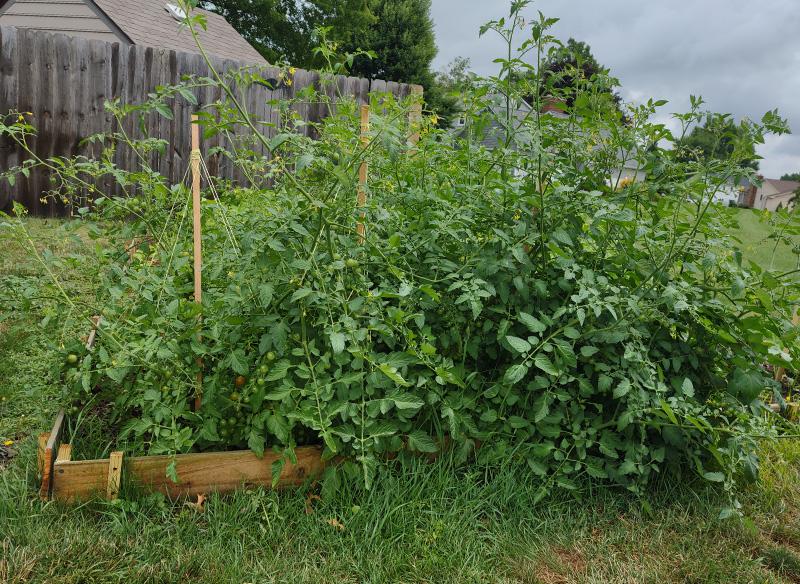 Three plants; the two on the LEFT are the Super-Sweet 100 plants.