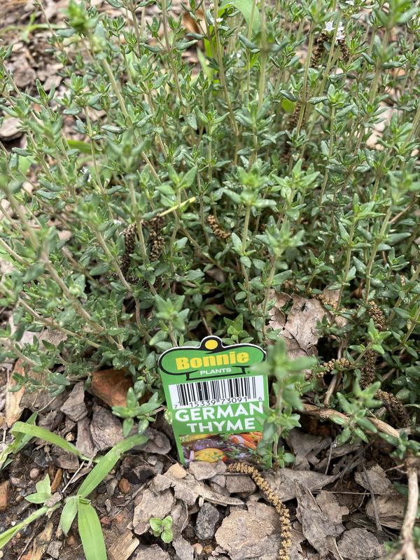 German thyme