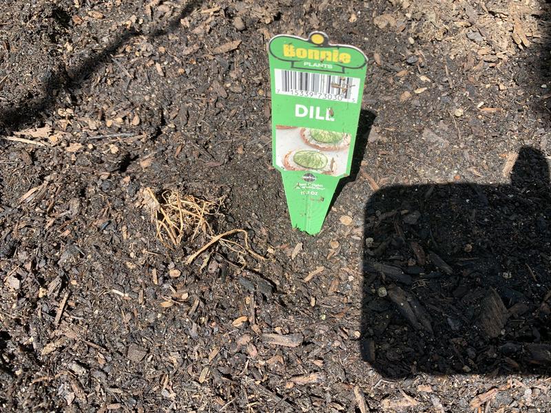 Dried dill did not make it.