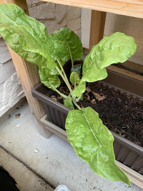 Swiss Chard