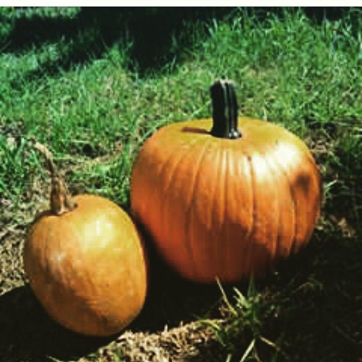 Two of many beauties