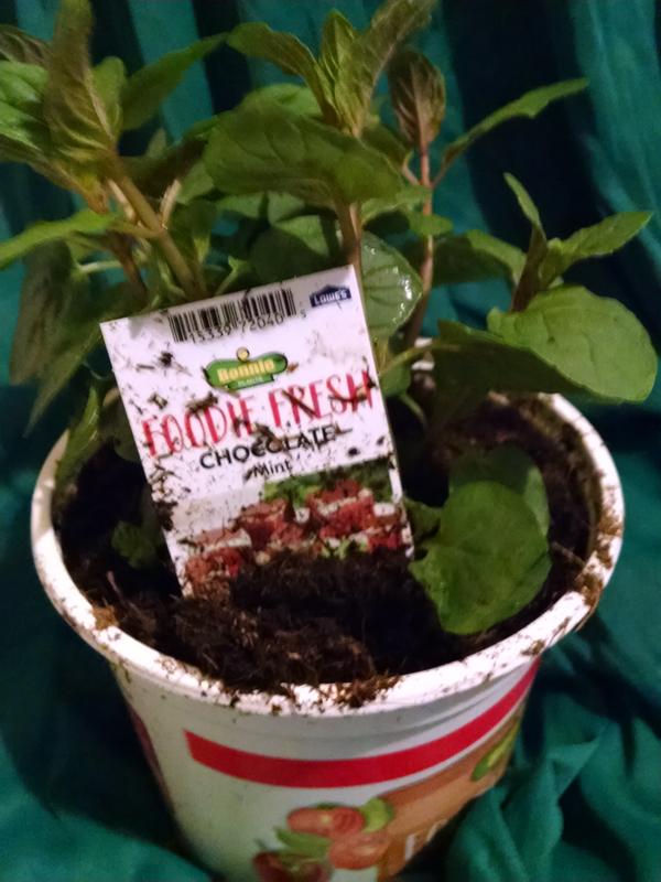 I Bought a Chocolate Mint Plant  What Now? - Delishably