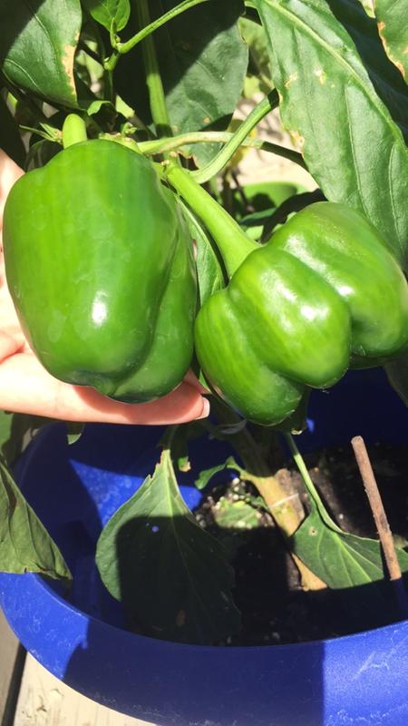 One grows large and the other becomes stunted. Once the larger one is removed the other never grows any larger.