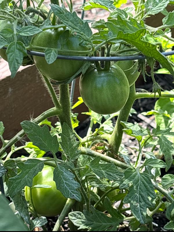 Love Cherokee Purple!