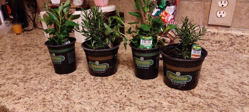 18+ Citronella Plant Lowes