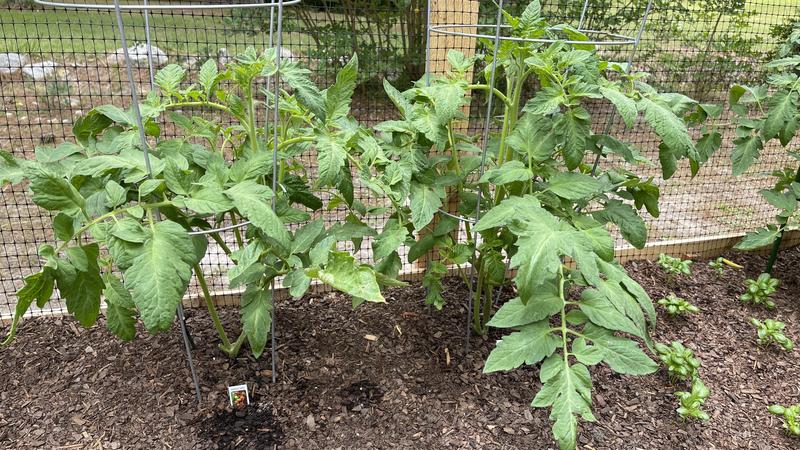 Getting big!  Already seeing flowers!