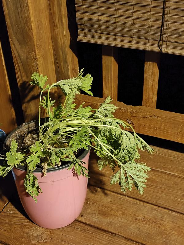 Bonnie Plants Citronella in 2.32 Quart Pot 202336 at Lowes