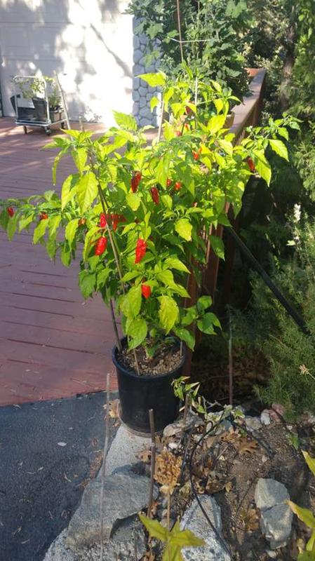 3 Gallon Container - 3' tall 2' wide (2)