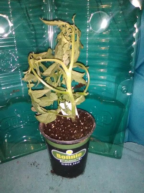 tomato plant
