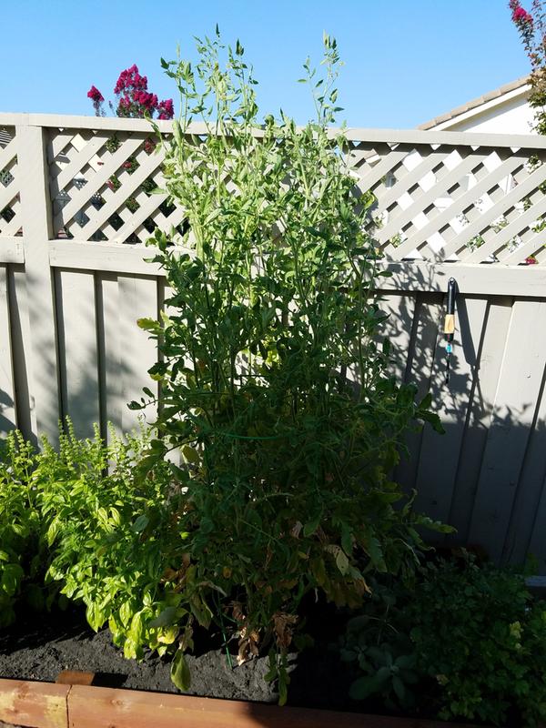 not the best pic but you can zoom in