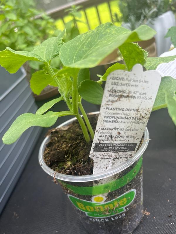 Bonnie Plants 19 oz. Hales Best Jumbo Cantaloupe Plant 4400 - The