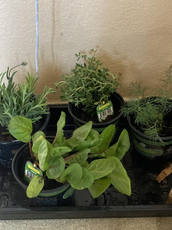 The fill is on the right side of this pic